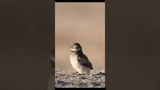 So fun photographing this family of Burrowing Owls! #owl #birds #wildlifephotography #burrowingowl