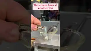 Wagner&rsquo;s viper venom extraction. Montivipera wagneri. #venomous #viper #snake