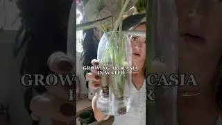 Would you try this with your alocasia? #plantcare #houseplant #plants #alocasia