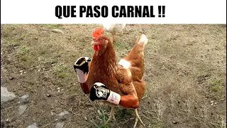MEMES RANDOM #434