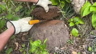 How to kill termites found in the garden