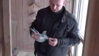W gołębniku u Radka Małolepszego - styczeń 2012