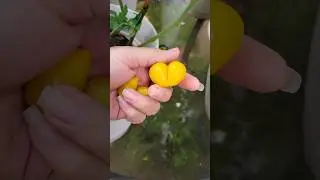 Garden Love x2 💛 | Yellow pear tomatoes