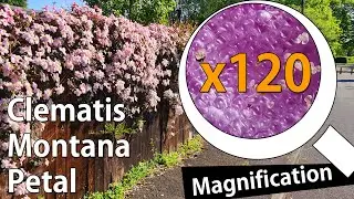 Pink Clematis Montana Petal in x120 Magnification