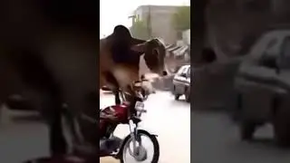 cow bike Leke bhag gai 🤣🤣 #punjabisong #newsong #song #cricket