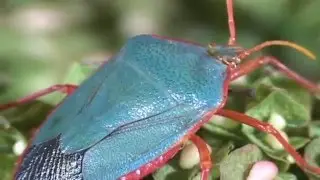 Stink Bugs and Relatives of Costa Rica