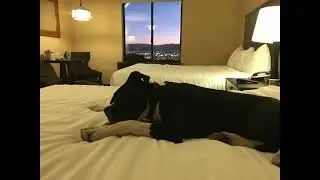 Calming Music for Dogs 🐾 Help Your Dog Sleep, Relax & Feel Safe
