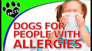 Top 10 Non Shedding Hypoallergenic Small Dogs - Dogs 101