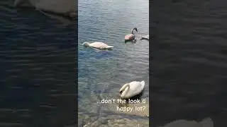Lake Ontario: Swans on the Lake #swan #lakeontario #longbranchto