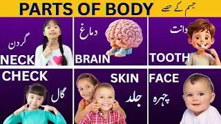 Discover the Fun Parts of the Body for Kids! 🧠👶 #Learning #KidsEducation #hhkidsportal