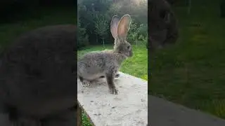 Kaninchen Deutsche Riesen Rammler