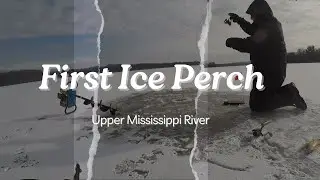 FIRST ICE!! PERCH beatdown on FINICKY FOOLERS! Mississippi River ICE FISHING!