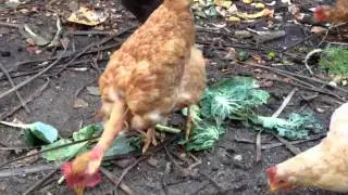 Why We Need Hardy Breeds of Chicken