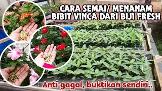 Cara Menanam Biji Vinca