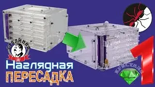 Муравьиная ферма. Пересадка муравьев из формикария в формикарий.