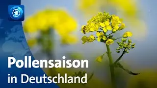 Hochsaison f&uuml;r Allergiker: Gr&auml;serpollen werden zur Belastung