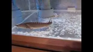 我が家のヤッコ乱舞水槽とミドリイシ水槽
