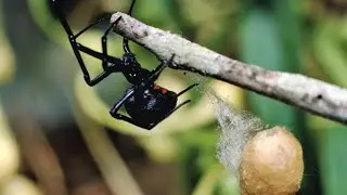 Top 10 Most Venomous Insects in the World
