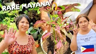 RARE COLEUS MAYANA IN OUR GARDEN - HOUSE PLANTS TOUR IN THE PHILIPPINES 1