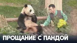 Панда-звезда Интернета уезжает из Южной Кореи в Китай