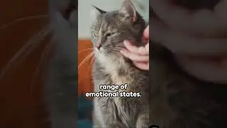 Why Cats Purr and Its Healing Powers?