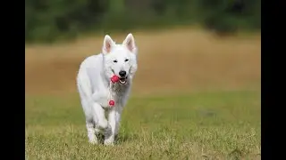 Clicker Training For Dogs: What Does It Take to Train a Service Dog?