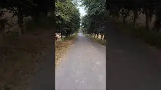 SIT ALONE ❣️🫂.                    #alone #travel #tree #path #shorts