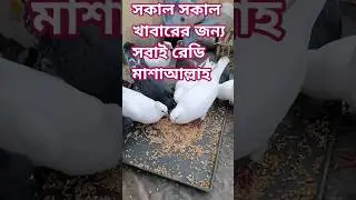 সকাল সকাল খাবারের জন্য সবাই রেডি মাশাআল্লাহ। pigeon Lover #shortvideo #pigeon #birds #pigeonlove