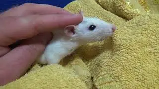 Крыса Милка на диване - Rat on a sofa