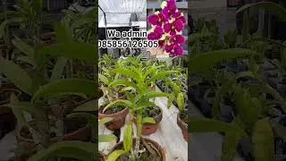 anggrek koleksi murah 100 dapat 3