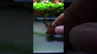 How to propagate bucephalandra #bucephalandra #aquarium #aquascape #plantedtank #aquariumhobby