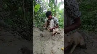 How are you catching mice, brother #hunting #survival #rattrap