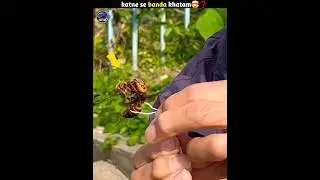 Hornet most dangerous insect🤯❓️ #factlist #facts #shortsvideo
