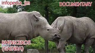 World Biggest Baluchitherium Rhinoceros | Rhinoceros Attack | Hindustani Gainda | Smatrai Gainda