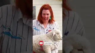 Овцы в школе?! Репортёр не может поверить своим глазам! 👀🐑