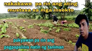 Pakyawan pa rin  ang Pag papalinis natin sa taniman