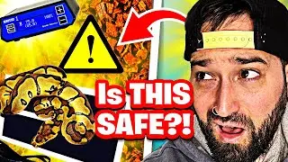 Belly Heat For Ball Pythons: SAFE, EFFECTIVE, & TOTALLY Misunderstood!