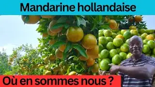 Quel agrume planter en 2026 ou 2027?