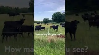#cattle #cow #count