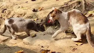 Mama kitten meow Cat's family funny activists & eating fish 