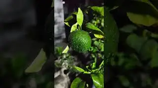 Gardening  #plants #passion #motivation #mandarin