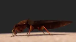 Bed Bug Heat Treatment. JG Pest Control