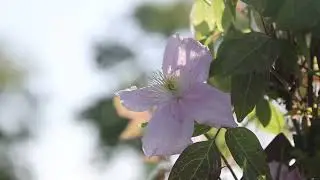 Plant Profile: Clematis 