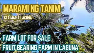 #vlog321 FARM LAND FOR SALE - PUNO NG HALAMAN - 24,028 SQM FARM LAND IN STA MARIA LAGUNA 
