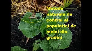 Metode naturale de control al melcilor din grădină