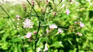 Little ironweed, Purple feabane • Hindi: Sahadevi सहदेवी • Marathi: Sadodi • Tamil: பூவங்குருந்தல்