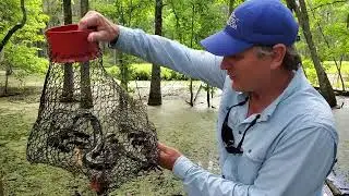 Catching an Amphiuma in a Crayfish Trap