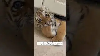 Adopt a tiger cub #wildliferescue #animallife #wildlife #animalfriendshipgoals #cute #rescue#tiger