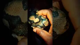 We Tried Python Meat