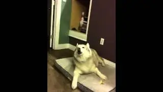 Huskiness